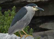 link to black capped night heron